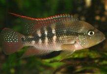 poisson Amphilophus alfari (2)