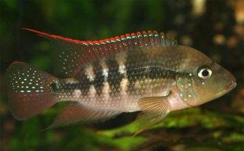 Fiche du poisson Amphilophus alfari poisson Amphilophus alfari (2)