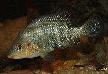 poisson Amphilophus altifrons (2)