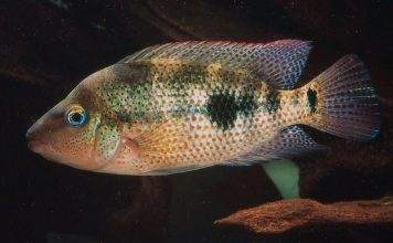 Fiche du poisson Amphilophus calobrensis poisson Amphilophus calobrensis