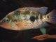 Fiche du poisson Amphilophus calobrensis poisson Amphilophus calobrensis