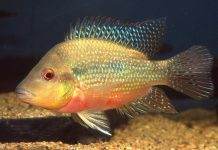 poisson Amphilophus longimanus