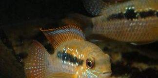 poisson Andinoacara sapayensis