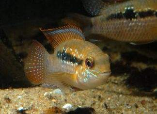 Fiche du poisson Andinoacara sapayensis poisson Andinoacara sapayensis