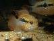 Fiche du poisson Andinoacara sapayensis poisson Andinoacara sapayensis