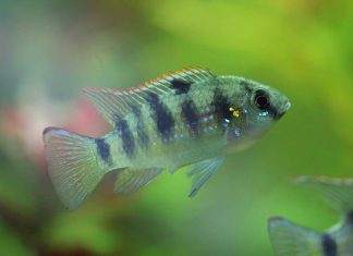 Fiche du poisson Anomalochromis thomasi poisson Anomalohromis thomasi