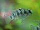 Fiche du poisson Anomalochromis thomasi poisson Anomalohromis thomasi