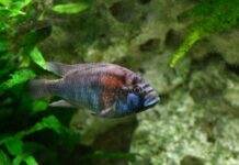 poisson Astatotilapia Burtoni