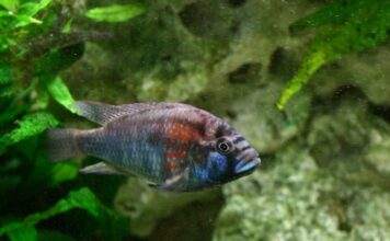 poisson Astatotilapia Burtoni