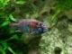Fiche du poisson Astatotilapia Burtoni poisson Astatotilapia Burtoni