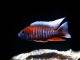 Fiche du poisson Aulonocara jacobfreibergi poisson Aulonocara jacobfreibergi