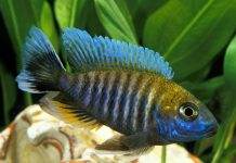 poisson Aulonocara nyassae Cichlidé paon