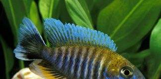 poisson Aulonocara nyassae Cichlidé paon