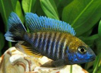 Fiche du poisson Aulonocara nyassae poisson Aulonocara nyassae Cichlidé paon