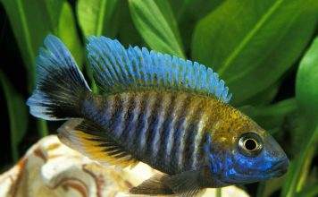 poisson Aulonocara nyassae Cichlidé paon