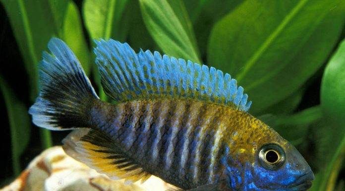 Fiche du poisson Aulonocara nyassae poisson Aulonocara nyassae Cichlidé paon