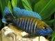 poisson Aulonocara nyassae Cichlidé paon