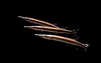 Fiche du poisson Boulengerella lateristriga poisson Boulengerella lateristriga (2)