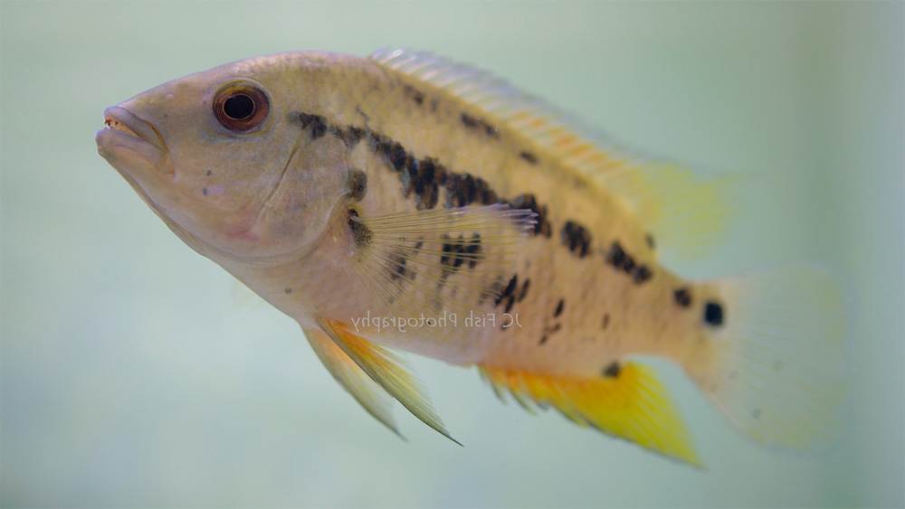 poisson Cichlasoma atromaculatum (2)