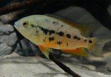 poisson Cichlasoma atromaculatum