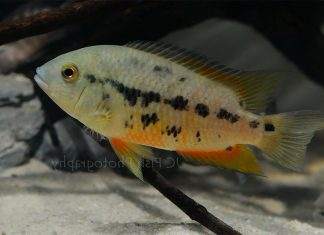poisson Cichlasoma atromaculatum