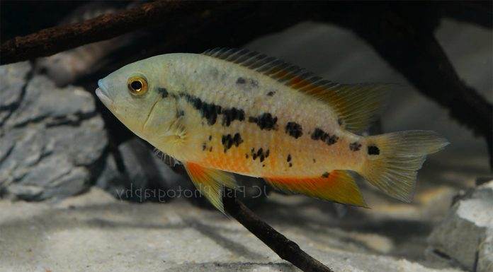 Fiche du poisson Cichlasoma atromaculatum poisson Cichlasoma atromaculatum