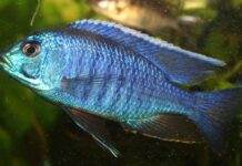 poisson Copadichromis azureus