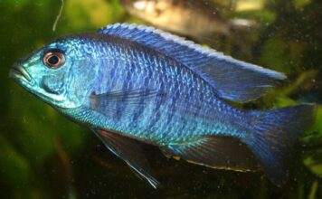 poisson Copadichromis azureus
