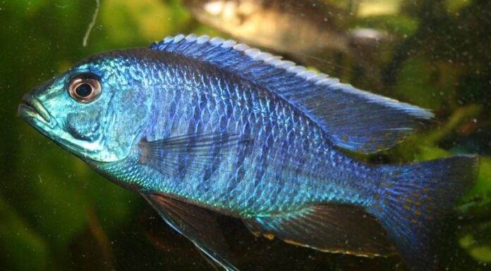 poisson Copadichromis azureus