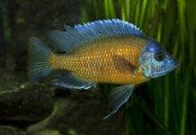 poisson Copadichromis borleyi