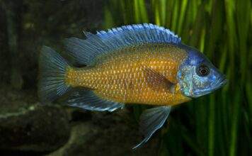 Fiche du poisson Copadichromis borleyi poisson Copadichromis borleyi
