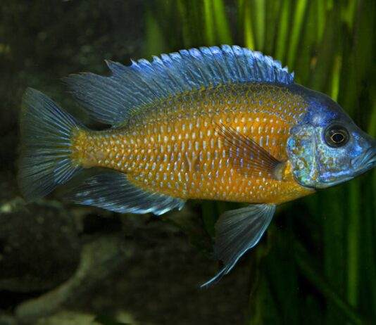 poisson Copadichromis borleyi