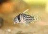 poisson Corydoras schwartzi (2)
