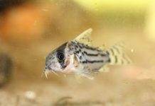 poisson Corydoras schwartzi (2)
