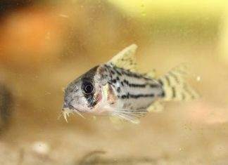 Fiche du poisson : Corydoras schwartzi poisson Corydoras schwartzi (2)