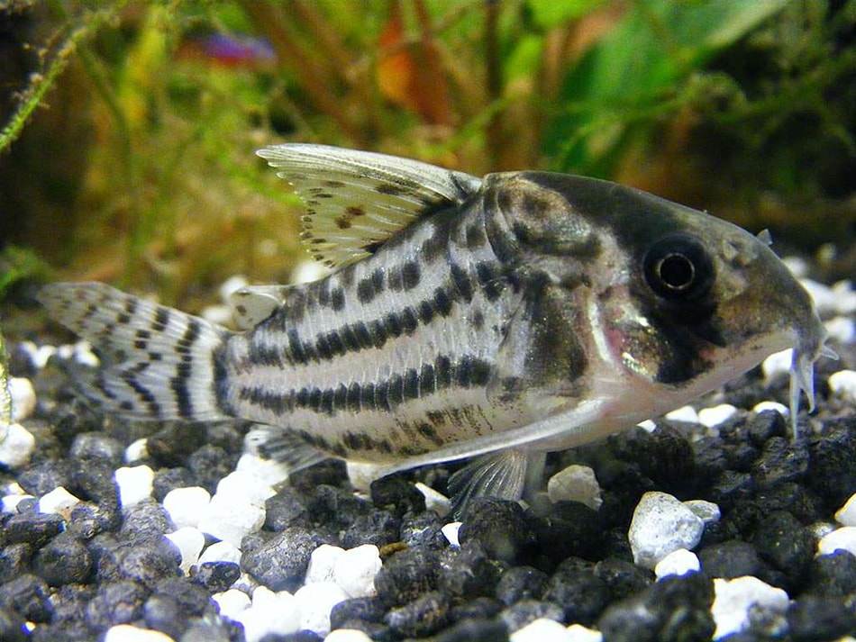 poisson Corydoras schwartzi