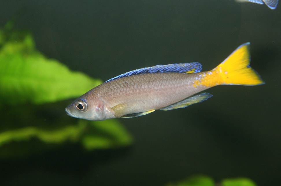 poisson Cyprichromis leptosoma
