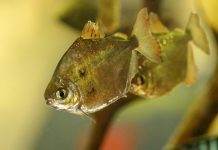 poisson Dollar d'argent