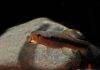 Fiche du poisson Erythrinus erythrinus poisson Erythrinus erythrinus (2)