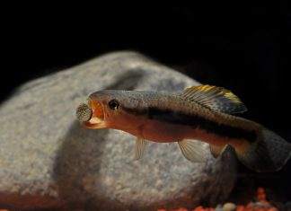 poisson Erythrinus erythrinus (2)