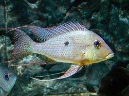 poisson Geophagus surinamensis