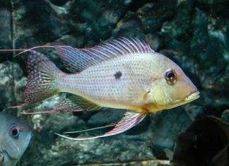 Fiche du poisson Geophagus surinamensis poisson Geophagus surinamensis