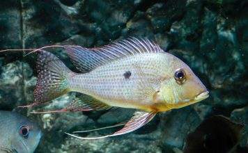 poisson Geophagus surinamensis