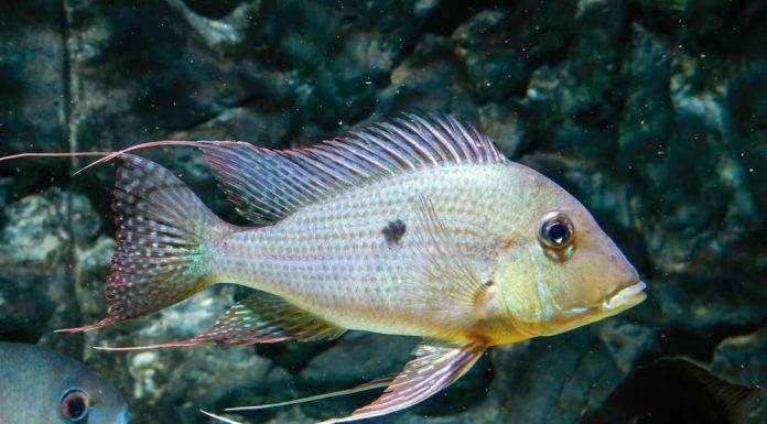 poisson Geophagus surinamensis