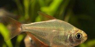 poisson Gymnocorymbus socolofi