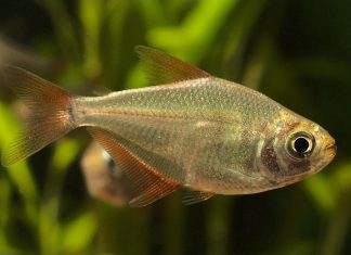 poisson Gymnocorymbus socolofi