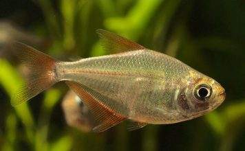 poisson Gymnocorymbus socolofi