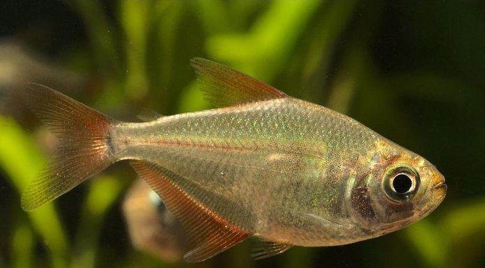 poisson Gymnocorymbus socolofi