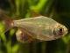 Fiche du poisson Gymnocorymbus socolofi poisson Gymnocorymbus socolofi