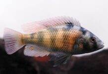 Fiche du poisson Haplochromis obliquidens poisson Haplochromis obliquidens